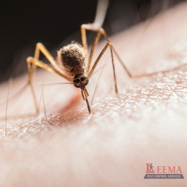 Mosquito Spray