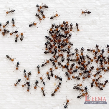 Ant Control