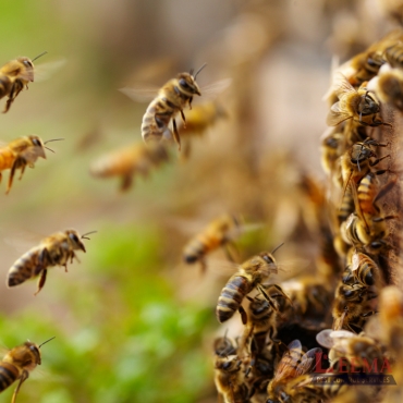 Bee Control